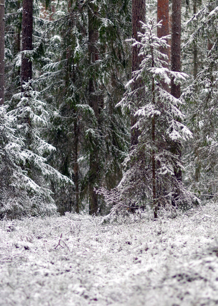 заснеженные деревья, зимний день, заснеженные земли и деревья, зимнее ощущение в лесу - Фото, изображение