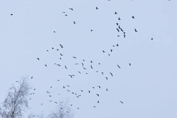 Una bandada de cuervos vuela en el cielo matutino - Foto, imagen