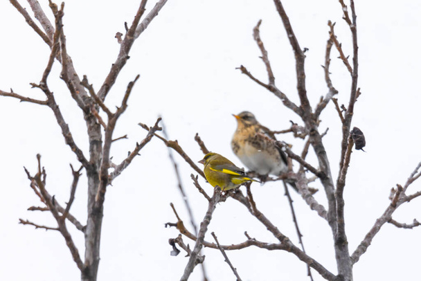 Greenfinch sits on a branch in the background is out of focus juniper thrush - Photo, Image
