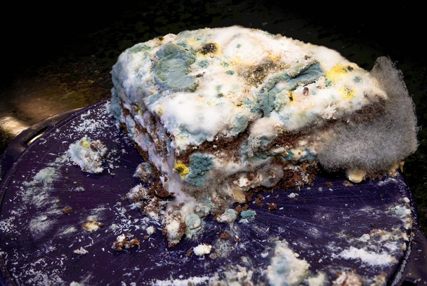 Moldy piece of cake on a dark blue plastic cake plate against dark background - Photo, Image