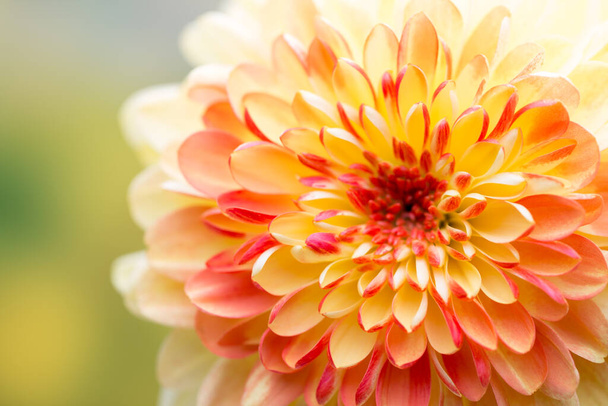Dahlia flowers close up for yellow background. - Foto, afbeelding