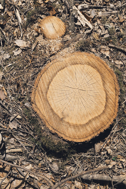 stomp kappen boom in bos natuur plant snijden milieuprobleem verticale macro foto  - Foto, afbeelding