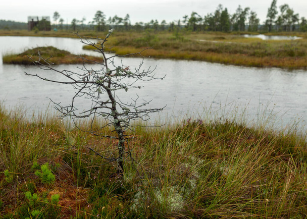дождливый день, дождливый фон, традиционный болотный пейзаж, болотное озеро под дождем, болотная трава и мох, мелкие болотные сосны во время дождя, болото осенью, болото Нигула, Эстония - Фото, изображение