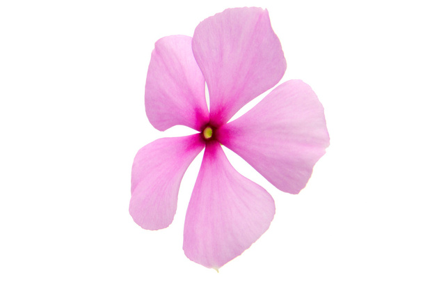 pink flower - Photo, Image