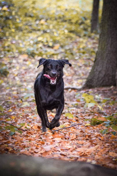 Black dog is running in autumn nature. She is so cute dog. - Foto, Imagem