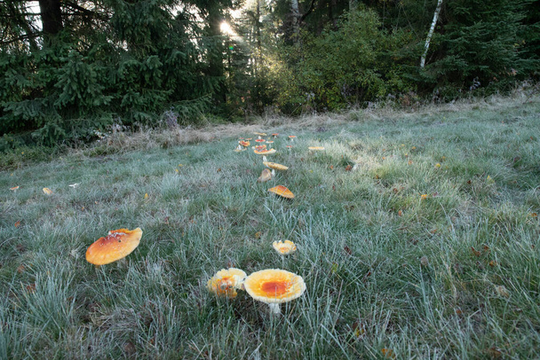 Prairie pleine de champignons blancs - Photo, image