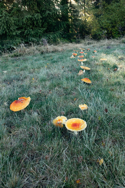 Grasveld vol witte paddenstoelen - Foto, afbeelding