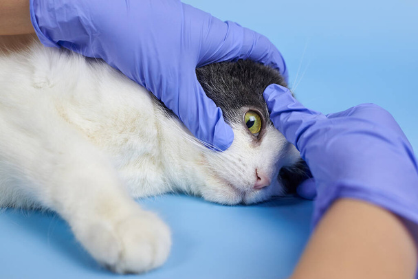 Ένας κτηνίατρος σε ιατρικά γάντια ελέγχει το μάτι μιας ενήλικης γάτας, τη θεραπεία κατοικίδιων ζώων. - Φωτογραφία, εικόνα