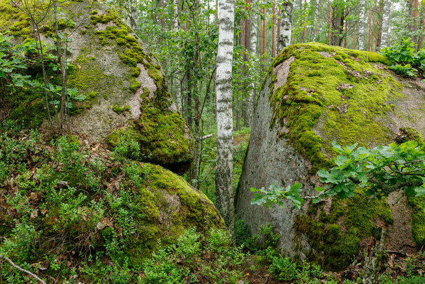 piedras grandes rocas en el bosque - Foto, Imagen