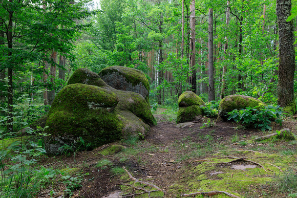 grote stenen rotsblokken in het bos - Foto, afbeelding