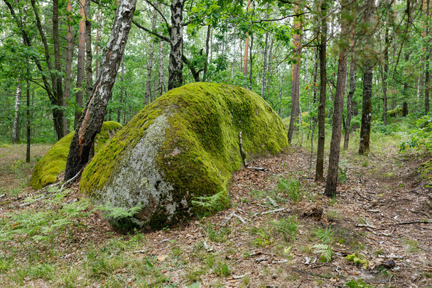 gros blocs de pierres dans la forêt - Photo, image