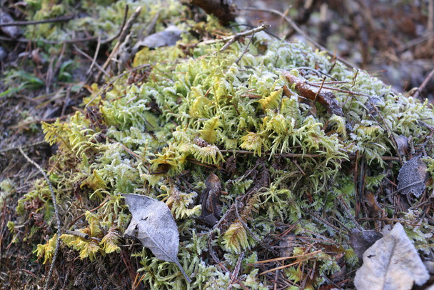 frozen moss on a tree. the frost on the plants - Photo, Image