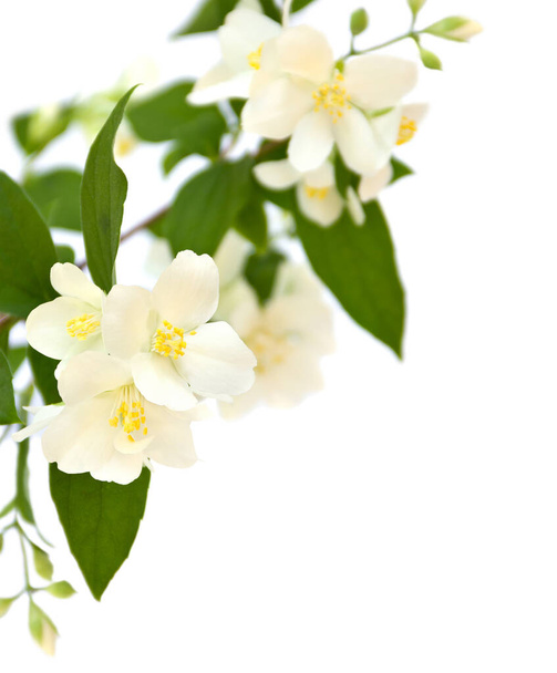 Λευκά λουλούδια του Philadelphus (Mock orange, jasmine) σε λευκό φόντο με χώρο για κείμενο - Φωτογραφία, εικόνα