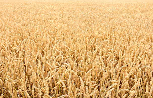 Золотая пшеница в период сбора урожая летом - Фото, изображение