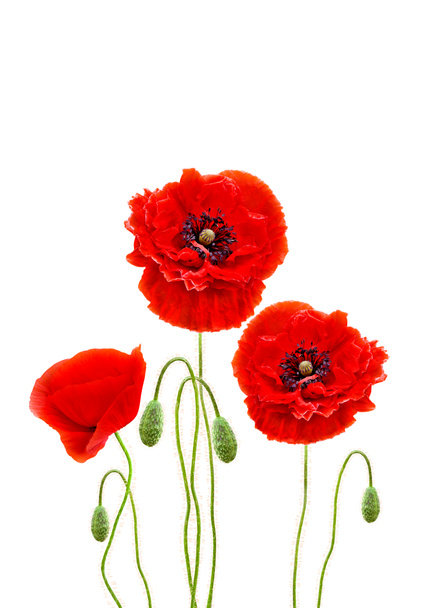 Red poppies (common names: common poppy, corn poppy, corn rose, field poppy, Flanders poppy, red poppy, red weed, coquelicot) on white background with space for text - Photo, Image