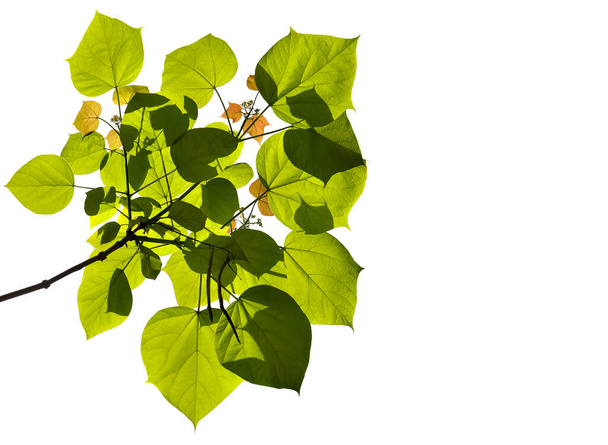 Rama de con hojas, brote y semillas Catalpa bignonioides (Nombres comunes: catalpa del sur, cigartree, y árbol de frijol indio) sobre un fondo blanco - Foto, imagen