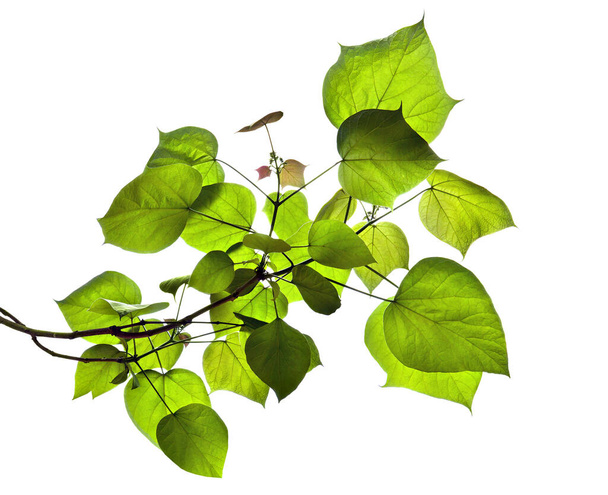 Гілка з листям, бутонами і насінням Catalpa bignonioides (Загальні назви: південний каталоп, сигари і індійське дерево) в літній час на білому тлі. - Фото, зображення