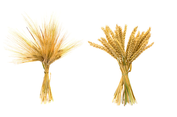 Sheaf of barley ears and sheaf of wheat ear on a white background - Photo, Image