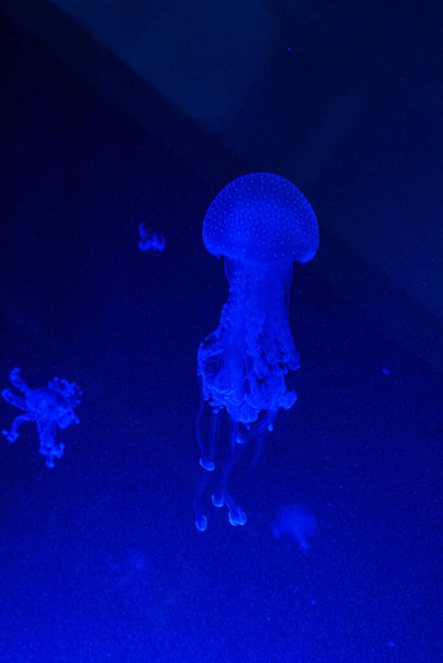 Маленькие медузы Cnidaria в большом темном аквариуме - Фото, изображение