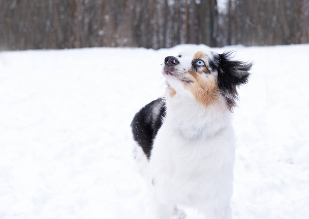 australian shepherd merle with different eyes in winter. Dog in snow.look up - Foto, immagini