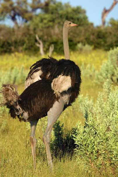 Devekuşu ya da deve kuşu (Struth io camelus) savanda kanatları havada durur.. - Fotoğraf, Görsel
