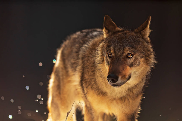 šedý vlk (Canis lupus) osvětlený zezadu a světlo vytváří speciální odrazy - Fotografie, Obrázek