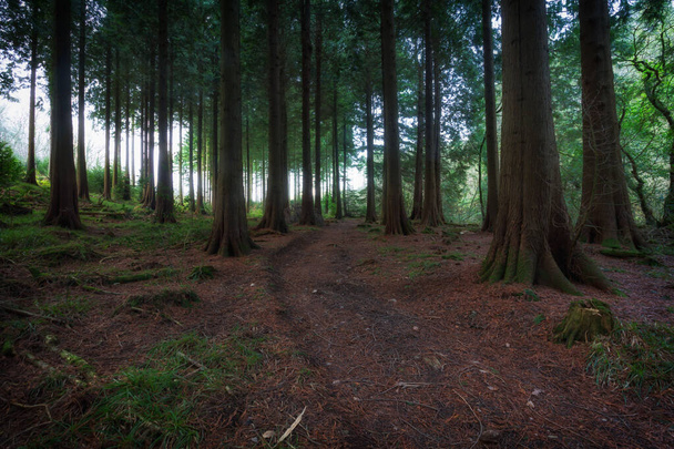 Draadloze bossen in de herfst Cornwall Engeland uk - Foto, afbeelding
