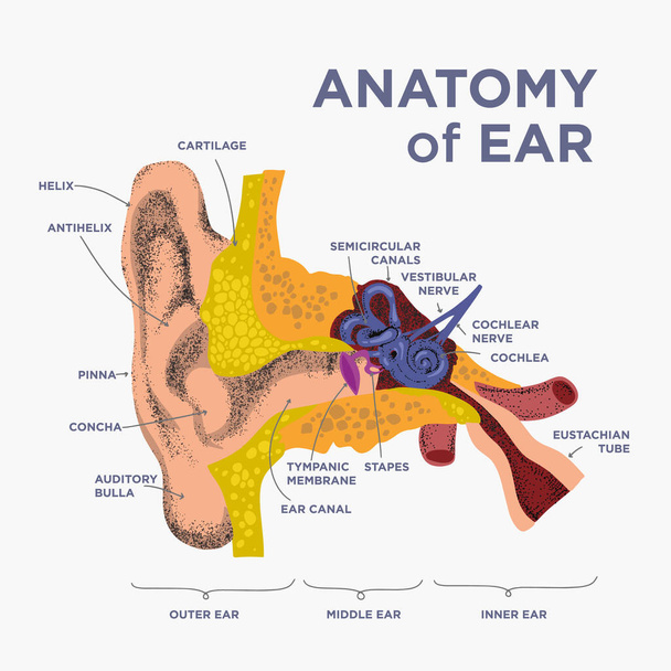 estructura anatómica del oído humano. Anatomía del oído humano en garabato y estilo dibujado. Componentes de la cóclea y oído - Vector, Imagen