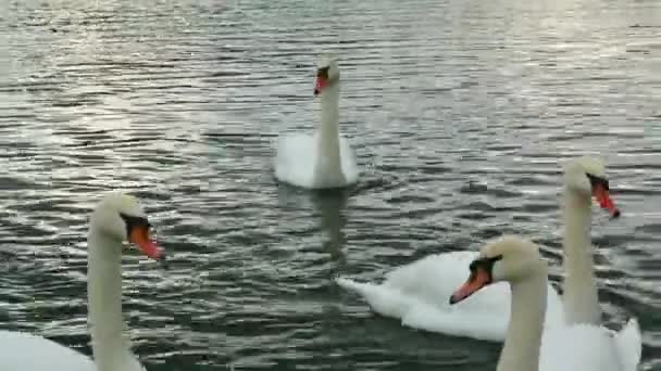 Cisnes e patos nadam no rio. Aves graciosas são um símbolo de amor - Filmagem, Vídeo