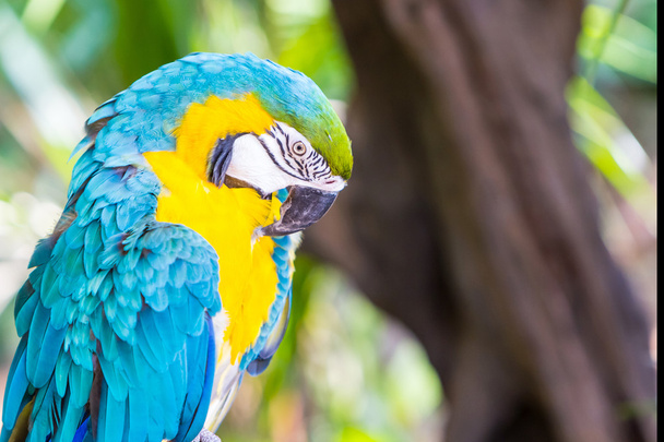 Colorful parrot macaw. - Zdjęcie, obraz