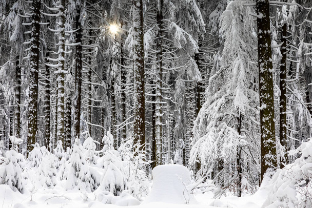 Foresta di abete rosso in inverno sull'altopiano di Feldberg, Taunus, Assia, Germania - Foto, immagini