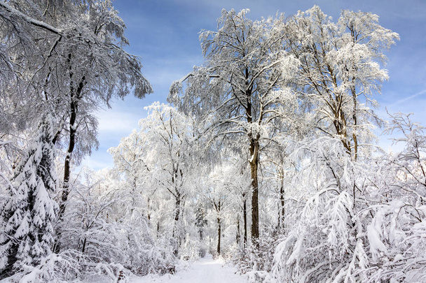 Δάσος οξιάς καλυμμένο με χιόνι στο οροπέδιο Feldberg, Taunus, Hesse, Γερμανία - Φωτογραφία, εικόνα