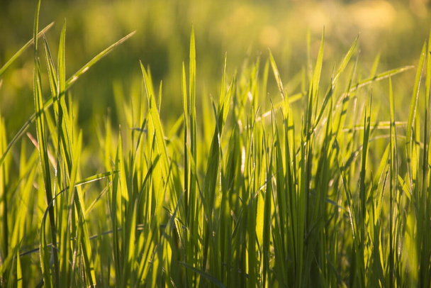 Трава на сонячному світлі крупним планом. Зелений фон природи в парку
 - Фото, зображення
