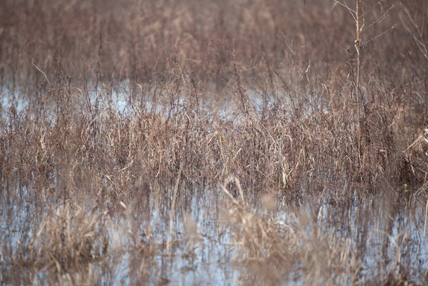 Herbe sèche poussant sur tout le bord peu profond d'un marais - Photo, image