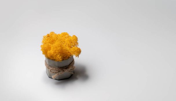 明るい背景の石鍋に黄色の装飾的な苔。安定した鉢植えの苔. - 写真・画像