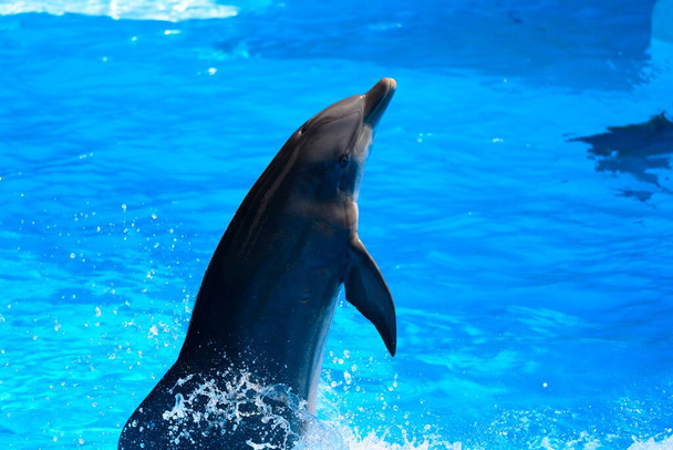 Close up de um golfinho se apresentando em um show de golfinhos - Foto, Imagem