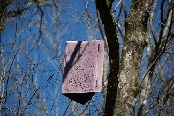Piège posé dans un frêne pour attraper les scarabées - Photo, image