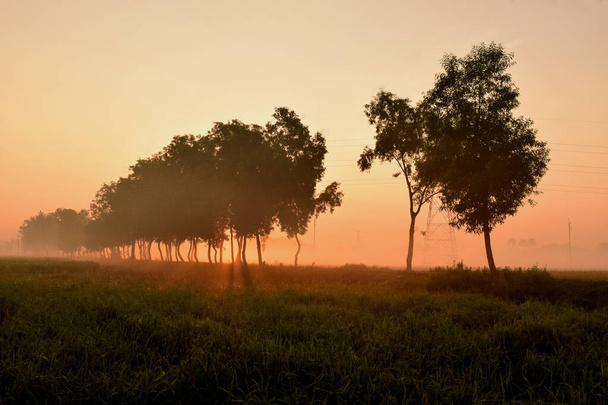 朝の木のシルエットと太陽の光  - 写真・画像
