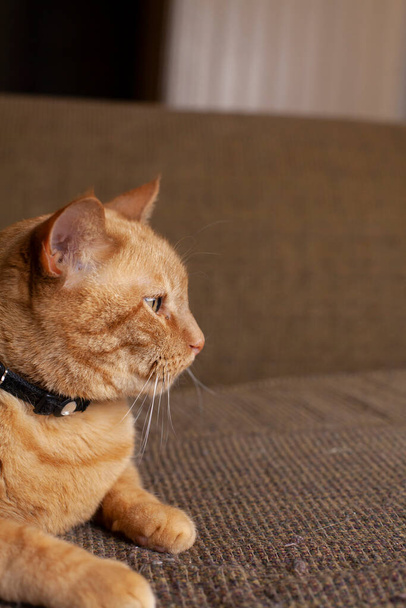 Primo piano di un contenuto gatto dorato appoggiato su un divano - Foto, immagini