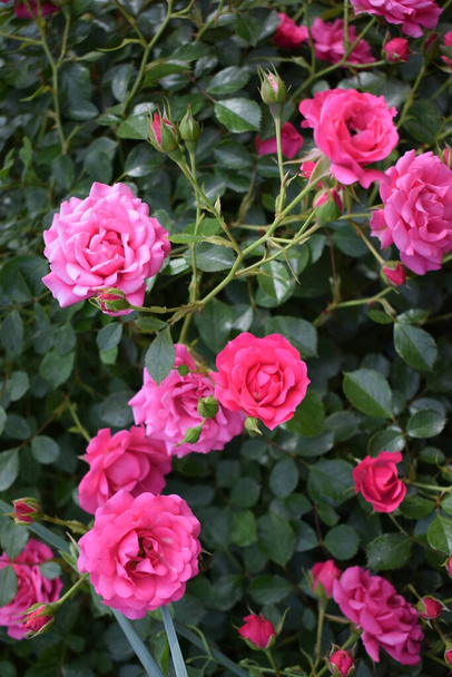 Malé růžové růže zblízka. Růžové pupeny a růžové květy se zelenými listy v zahradě. Malé růžové růže v zahradě - Fotografie, Obrázek