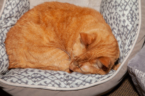 Gele tabby kat slapend in een kattenmand - Foto, afbeelding
