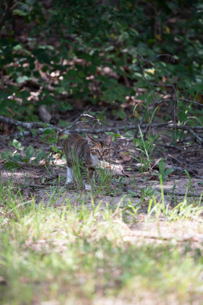 Ztracené koťátko opatrně mňouká na kraji lesa - Fotografie, Obrázek