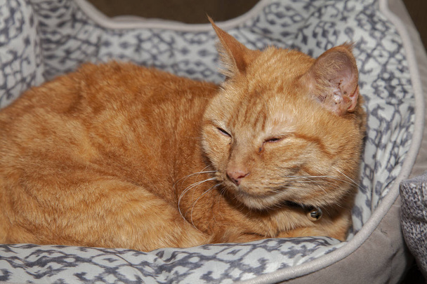 Amarillo gato tabby descansando felizmente en una cama para mascotas - Foto, Imagen