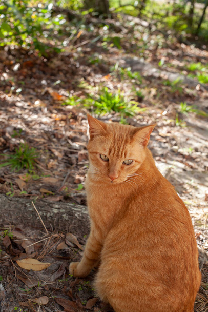Joven gato amarillo extraviado mirando por encima de su hombro con cautela - Foto, imagen