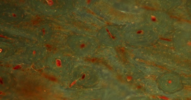 kości w tkance Darkfield pod mikroskopem 100x - Materiał filmowy, wideo