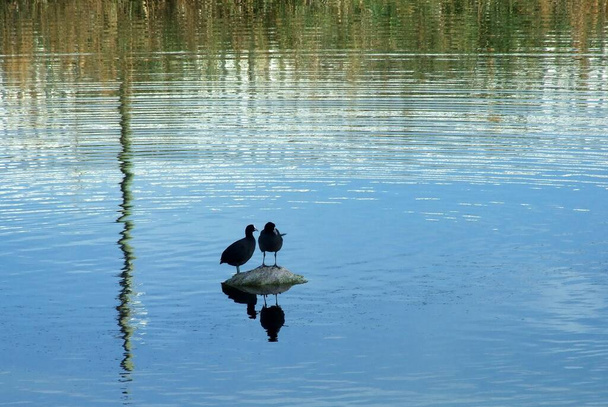 zwei Vögel, die auf einem Felsen im Lachish Fluss nea Ashdod, Israel, stehen. Äpfel und Schilf spiegeln sich im Wasser und sehen aufgrund der leichten Wellen wie gemalt aus.. - Foto, Bild
