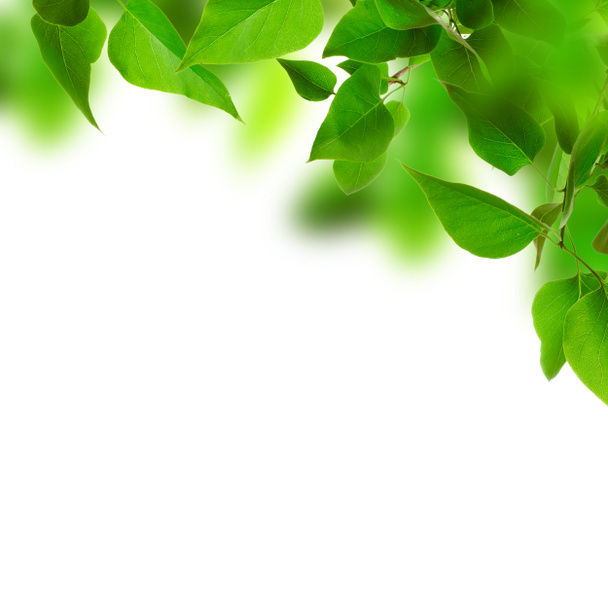 Green leaves background - Photo, Image