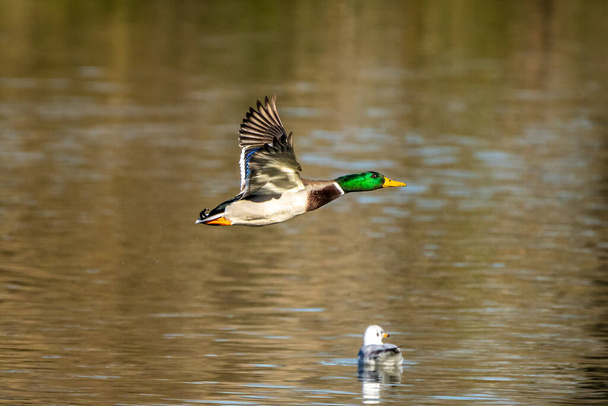 The mallard, Anas platyrhynchos is a dabbling duck. Here flying in the air. - Photo, Image