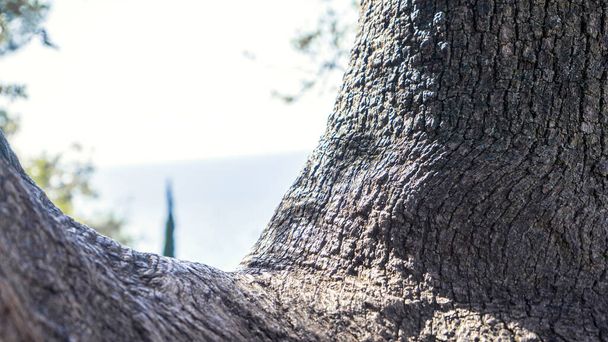 Photo Old walnut tree trunk detail texture as natural background. - Fotó, kép