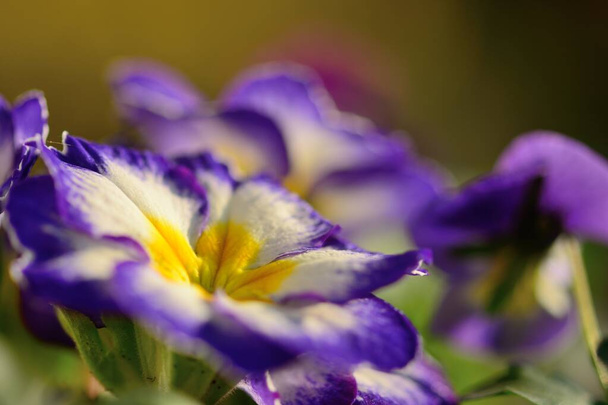 Close up of purple and white primroses in bloom - Photo, Image